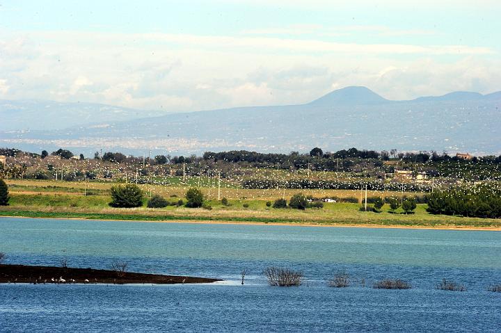 Biviere di Lentini 23.1.2011 (142).jpg